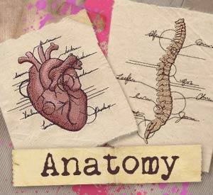 Anatomy (Design Pack) - Image 6