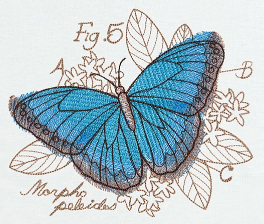 Nature's Curiosities Butterfly Diagram - Image 4