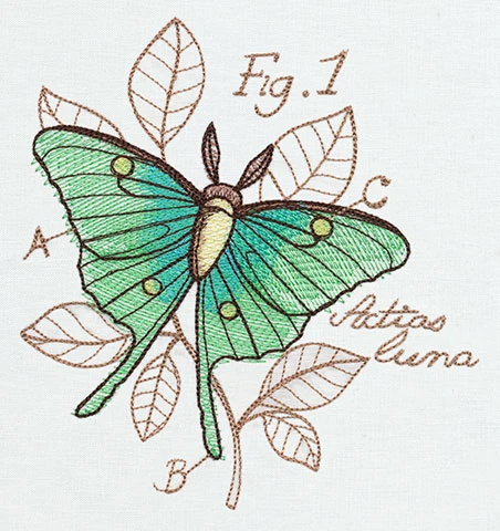 Nature's Curiosities Luna Moth Diagram