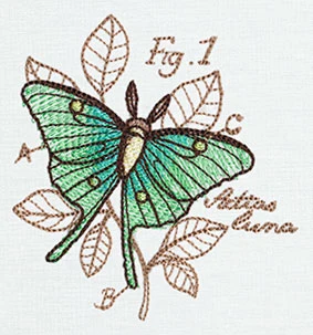 Nature's Curiosities Luna Moth Diagram - Image 3