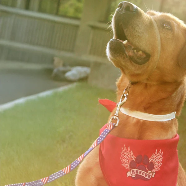 Rescue Paw - Image 17
