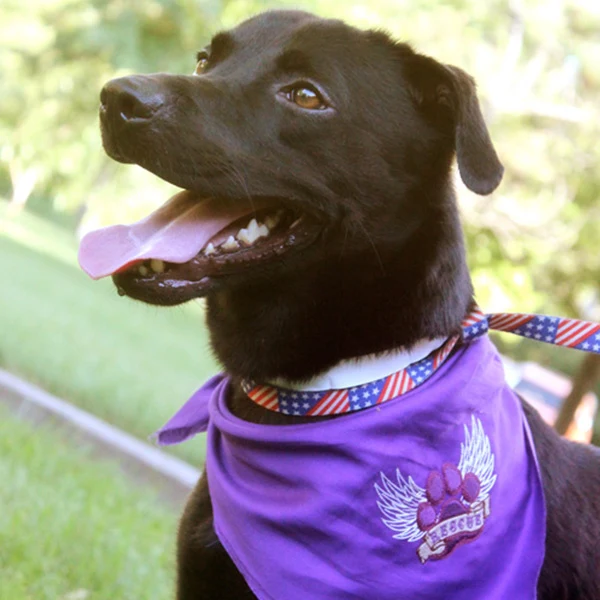 Rescue Paw - Image 19