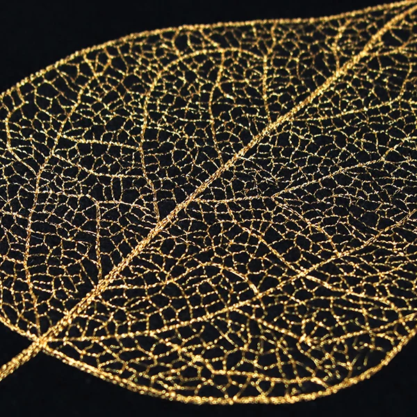 Sensational Skeleton Leaf - Image 2