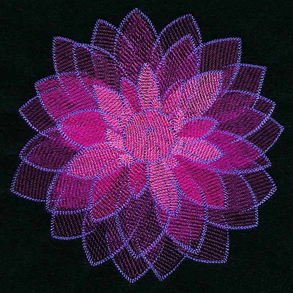 Wild Magic Dahlia - Image 2