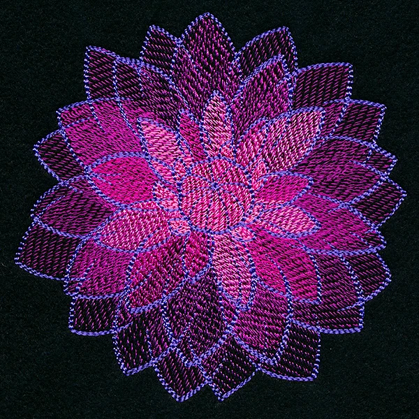 Wild Magic Dahlia - Image 4
