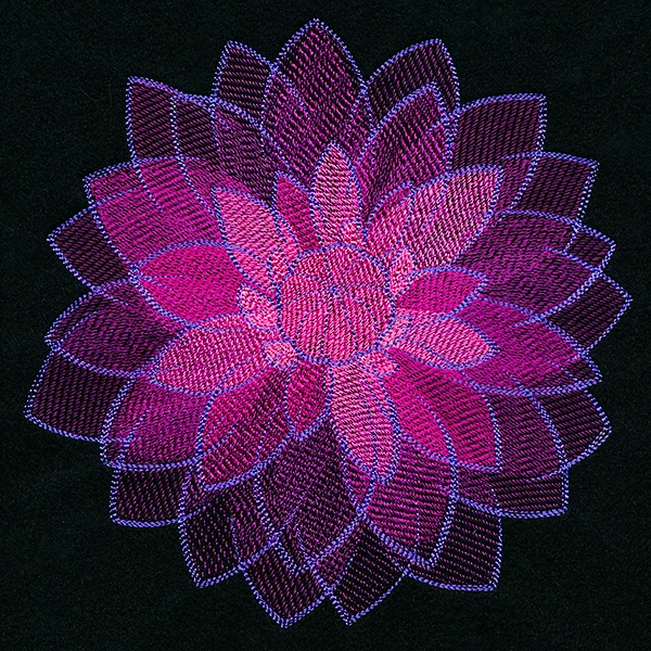 Wild Magic Dahlia - Image 7